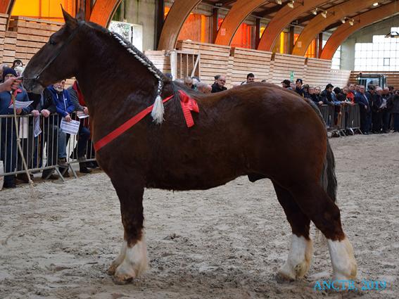 Cheval Breton - Syndicat des Eleveurs du Cheval Breton - HELIOS DE